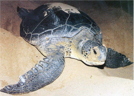 Πράσινη Χελώνα