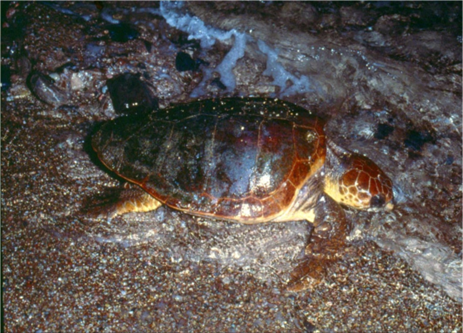 Χελώνα Καρέτα